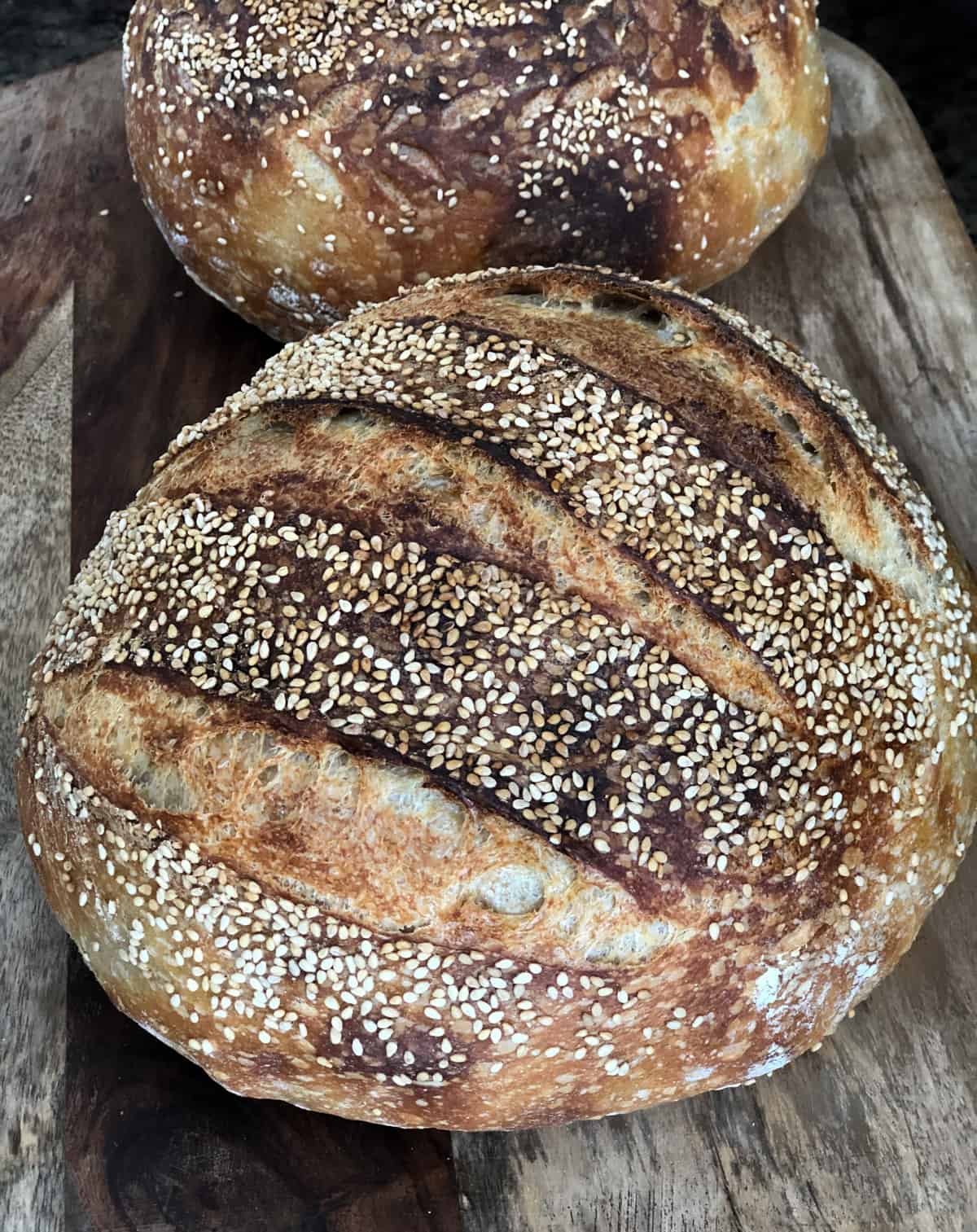 Two loaves of sesame crusted sourdough bread.
